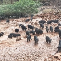 纯种散养藏香猪苗活猪小香猪仔山地散养黑猪幼崽种猪包活