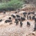 纯种散养藏香猪苗活猪小香猪仔山地散养黑猪幼崽种猪包活