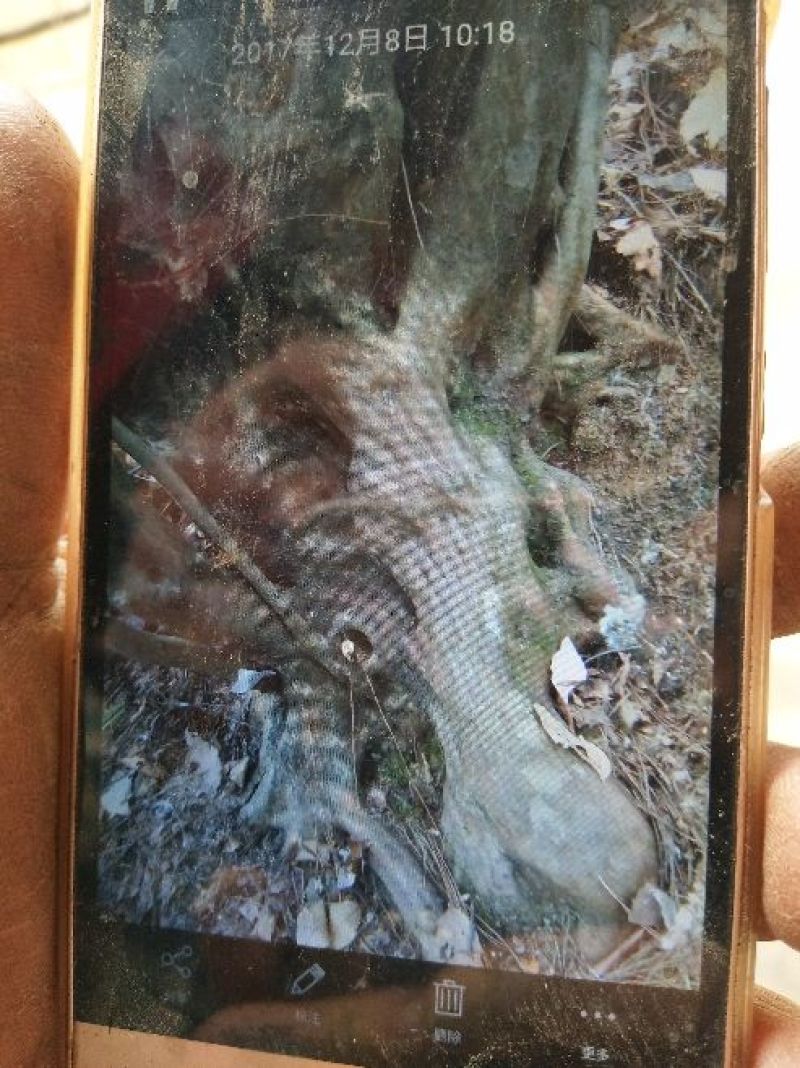 映山红树桩35cm以上