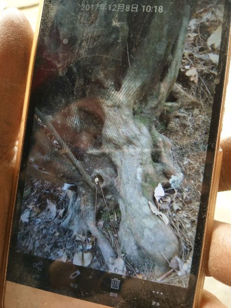 映山红树桩35cm以上