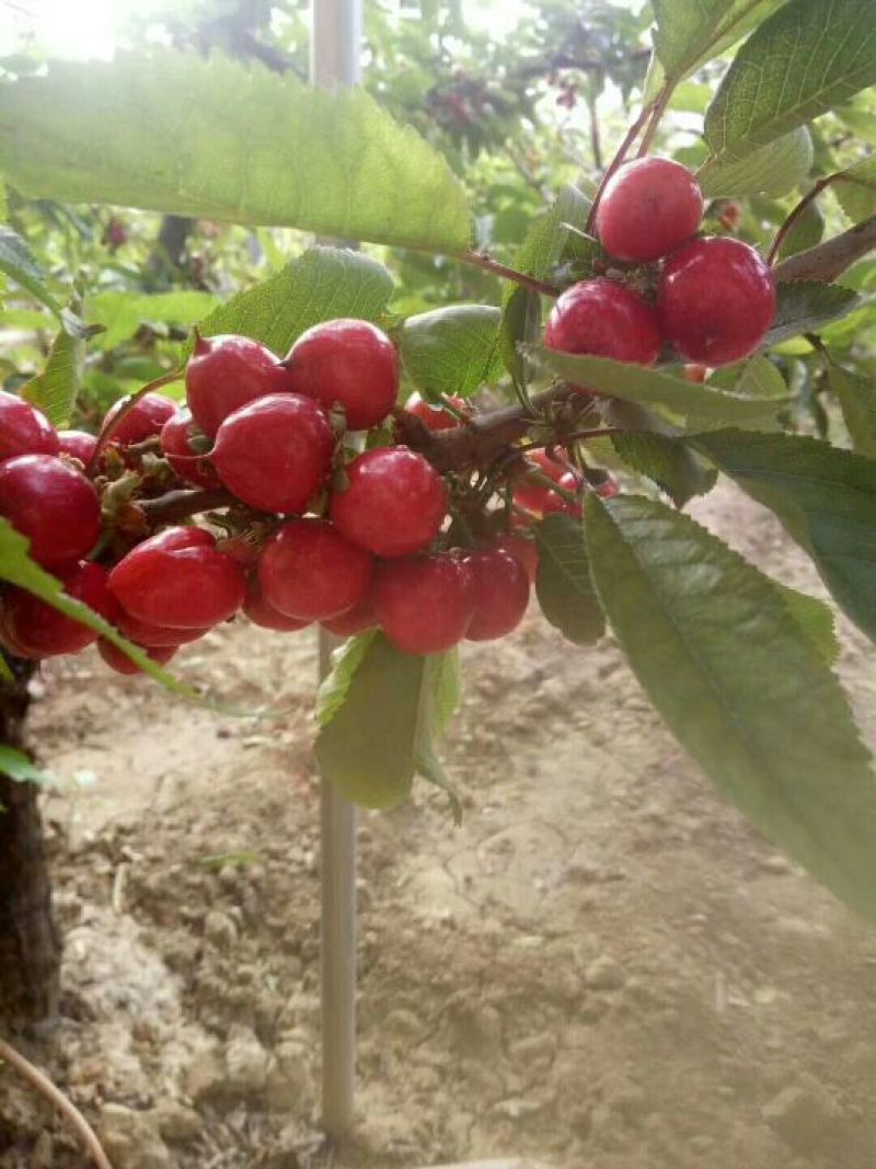 拉宾斯沙蜜托美早樱桃颜色红，果型大，新鲜采摘！