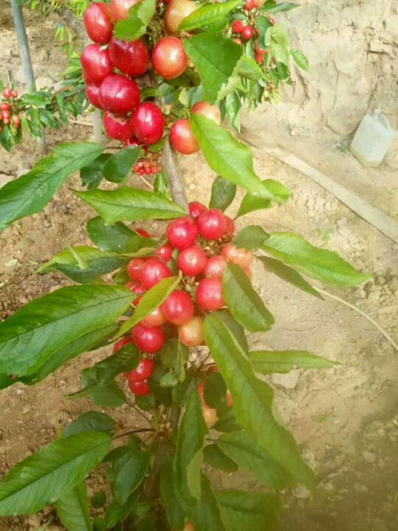 拉宾斯沙蜜托美早樱桃颜色红，果型大，新鲜采摘！