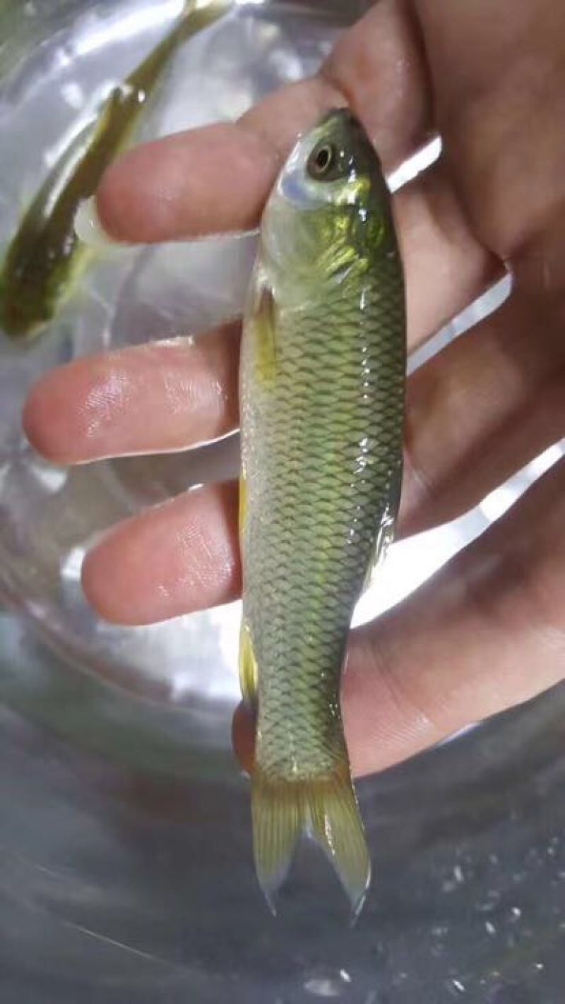 草鱼苗人工养殖8~10cm