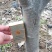 梨树6~8cm1.5~2米