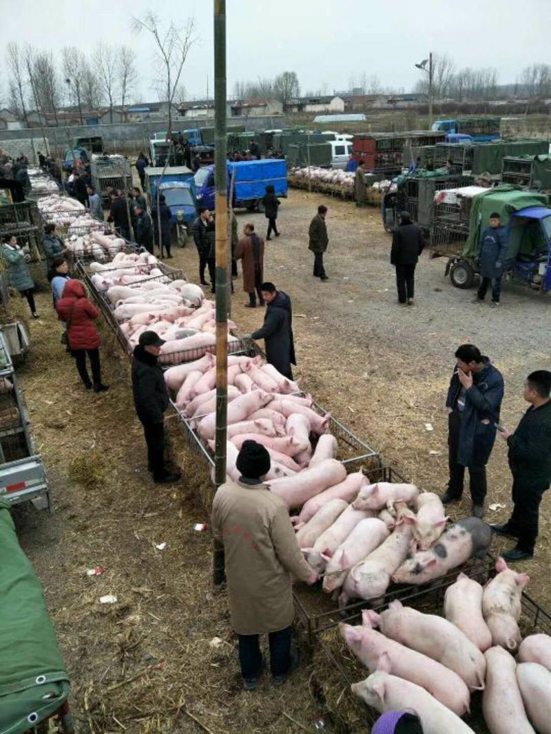 优良【外三元】【长白】仔猪猪场直供包成活包运输