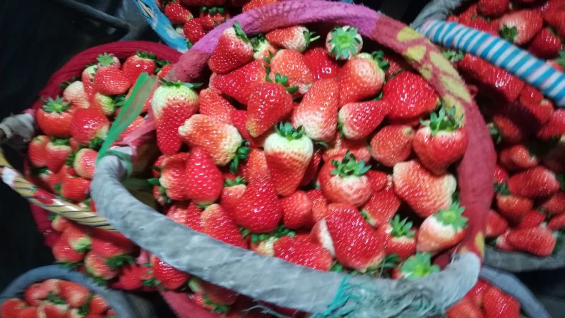 草莓商品果，加工果15～40克