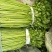 芹菜60cm以上