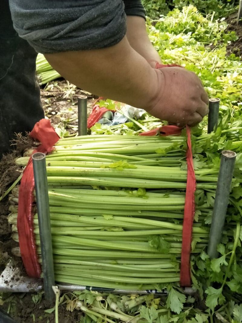 芹菜60cm以上
