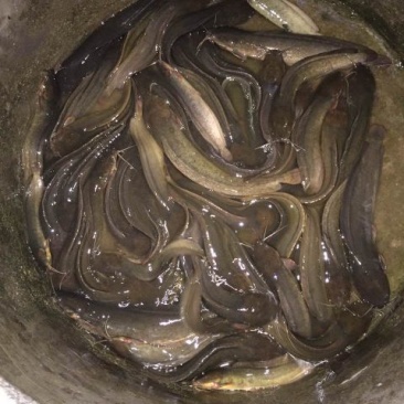 灰色鲶鱼食用
