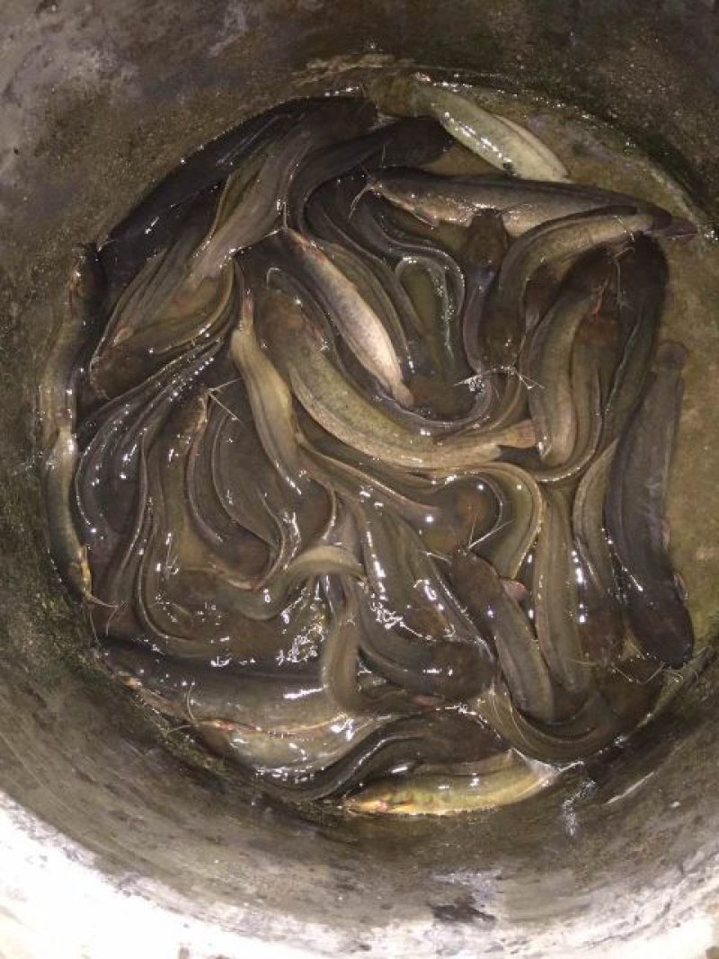 灰色鲶鱼食用