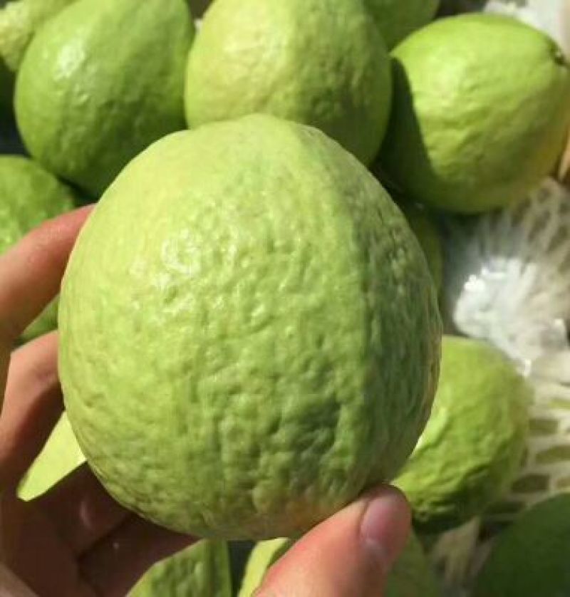 西瓜番石榴50~60mm红心