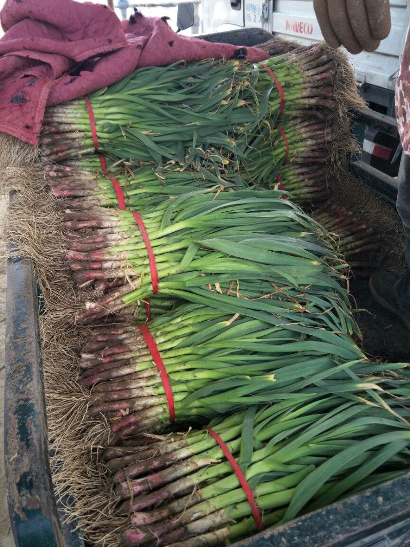 红根蒜苗40~45cm大量供应保质保量诚信经营
