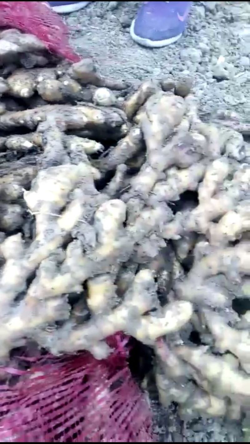 生姜4两以上带土