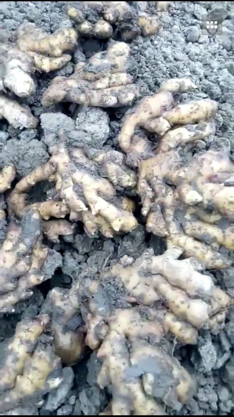 生姜4两以上带土