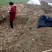 生姜4两以上带土