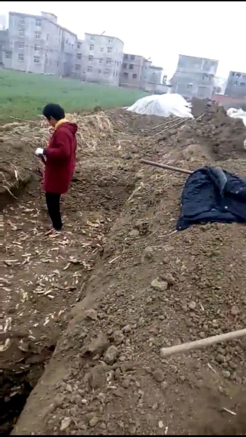 生姜4两以上带土