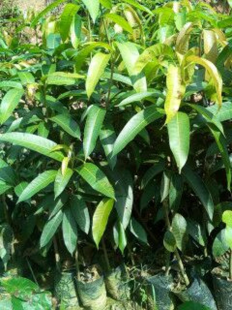 芒果苗1m以下