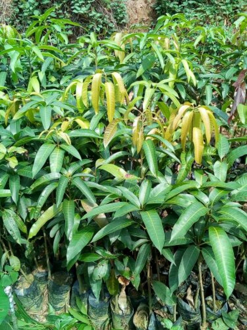 芒果苗1m以下