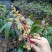 芒果苗1m以下