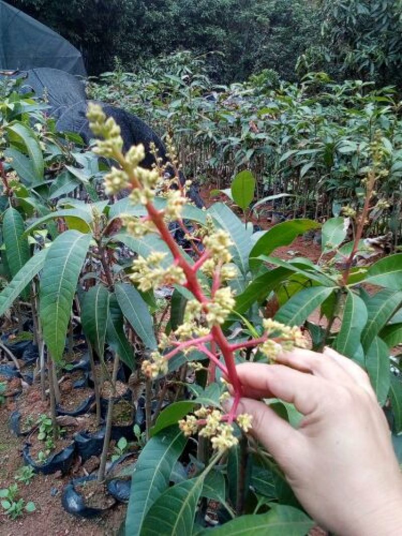 芒果苗1m以下