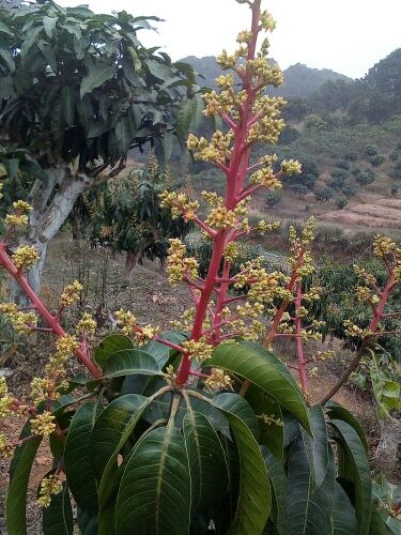 芒果苗1m以下