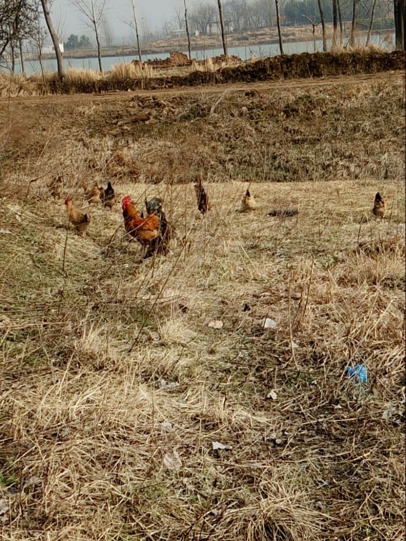 三黄鸡12月以上