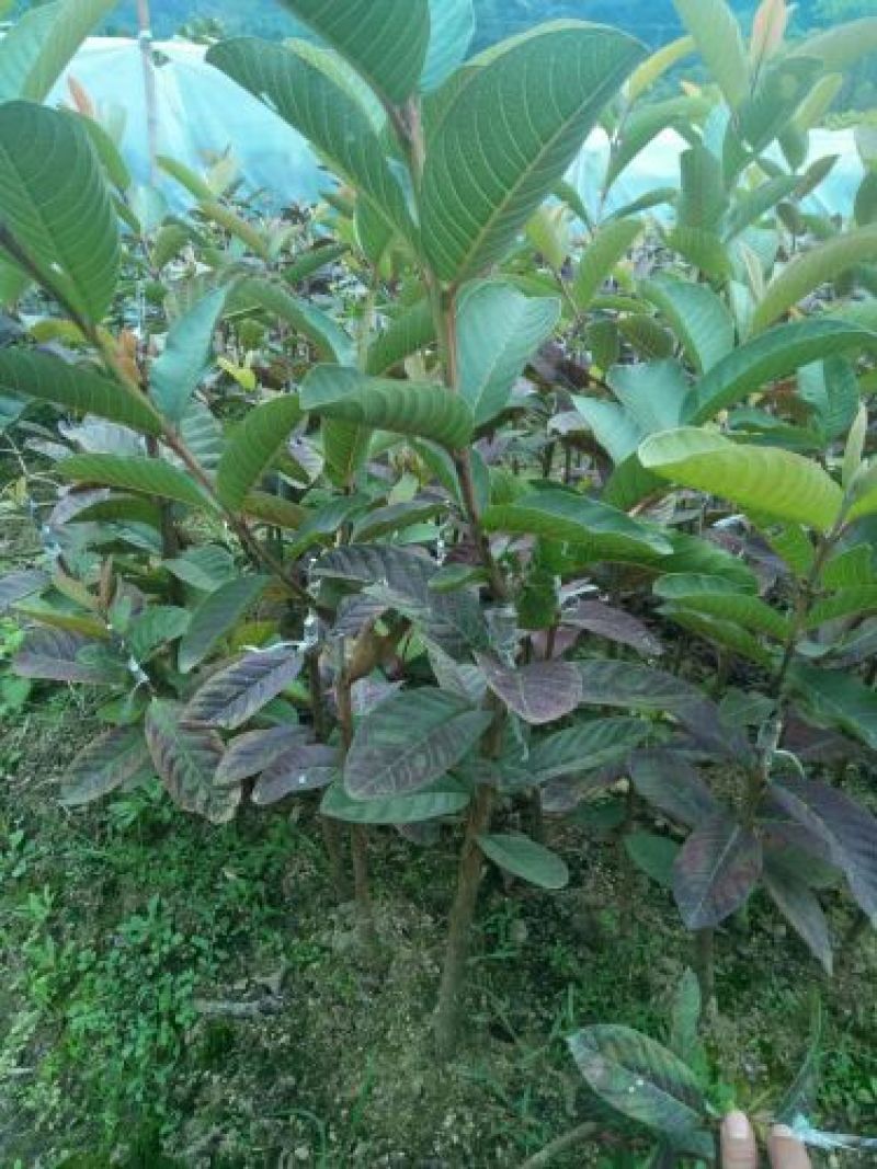 西瓜番石榴苗30~50cm