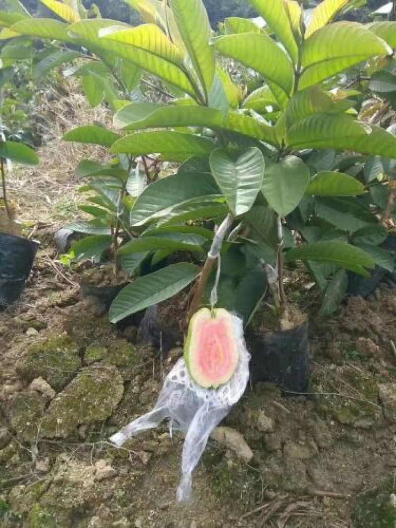 西瓜番石榴苗30~50cm