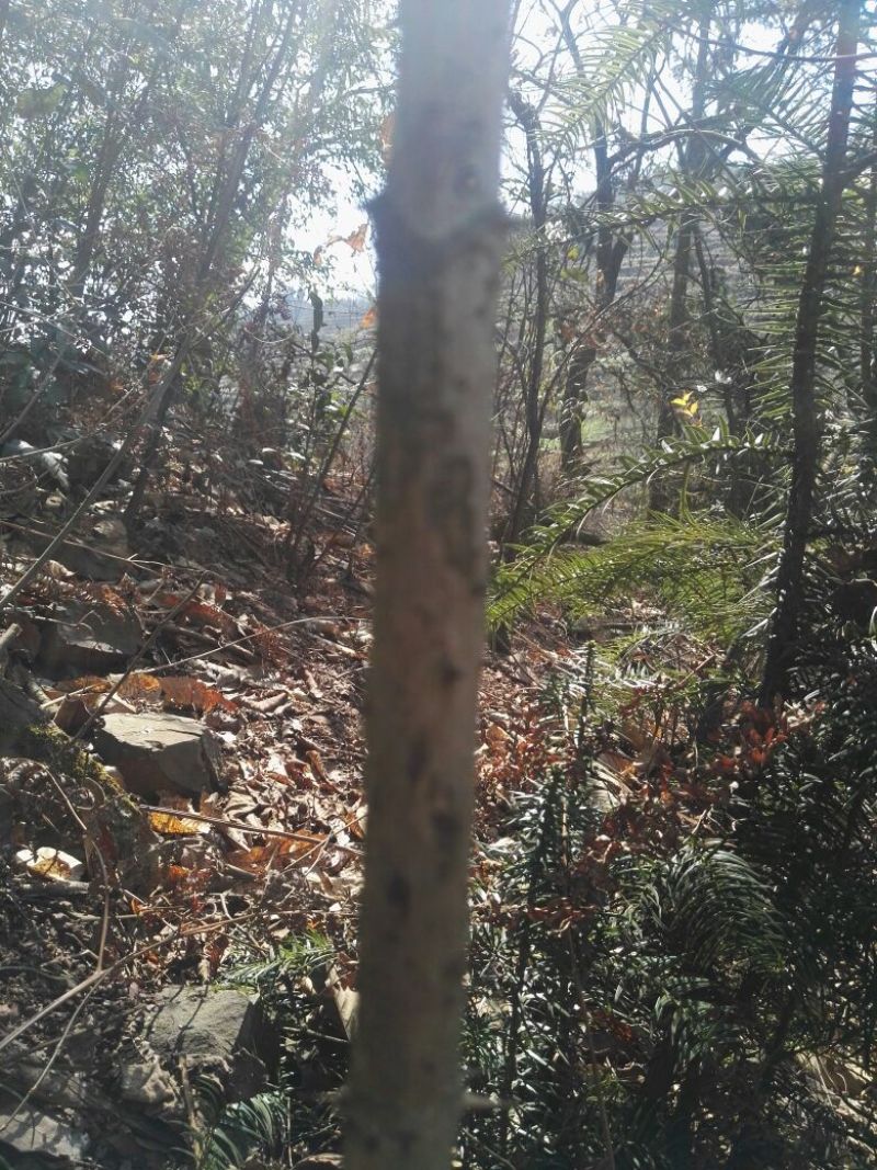刺龙芽苗