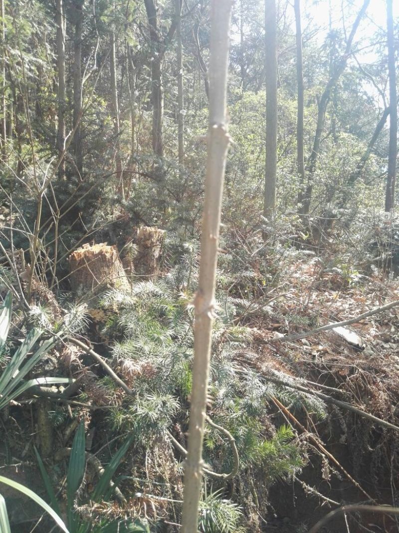 刺龙芽苗