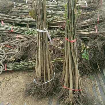 核桃苗100~150cm1~2年
