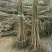 核桃苗100~150cm1~2年