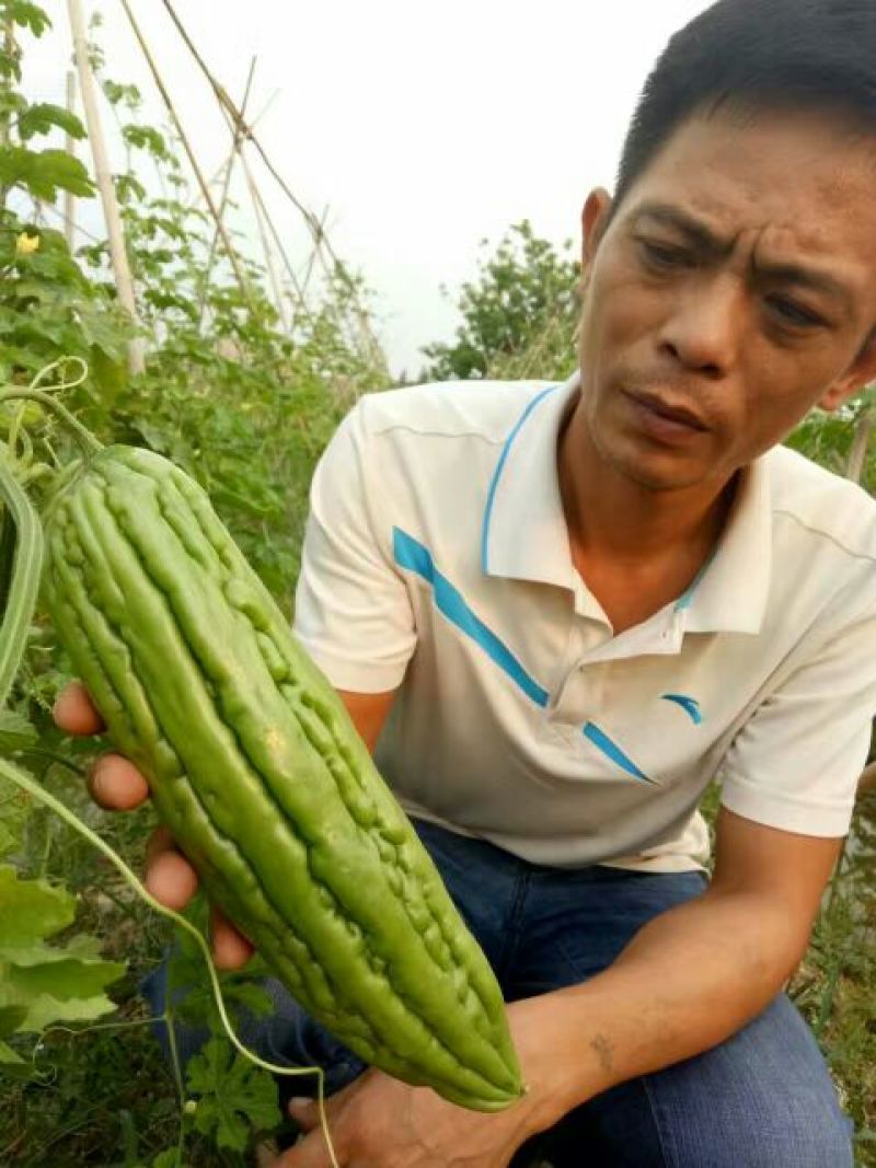 【推荐】苦瓜苗油瓜苗穴盘植生苗凉瓜苗苗场直供量大优惠