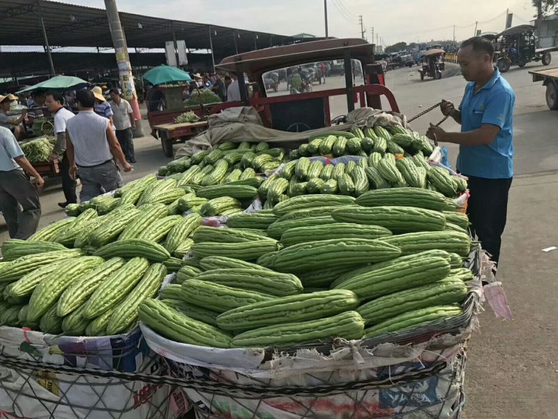 【推荐】苦瓜苗油瓜苗穴盘植生苗凉瓜苗苗场直供量大优惠