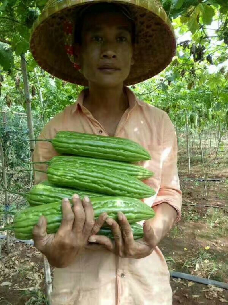 【推荐】苦瓜苗油瓜苗穴盘植生苗凉瓜苗苗场直供量大优惠