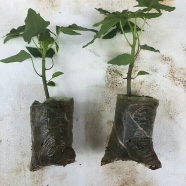 木瓜树苗10~20cm