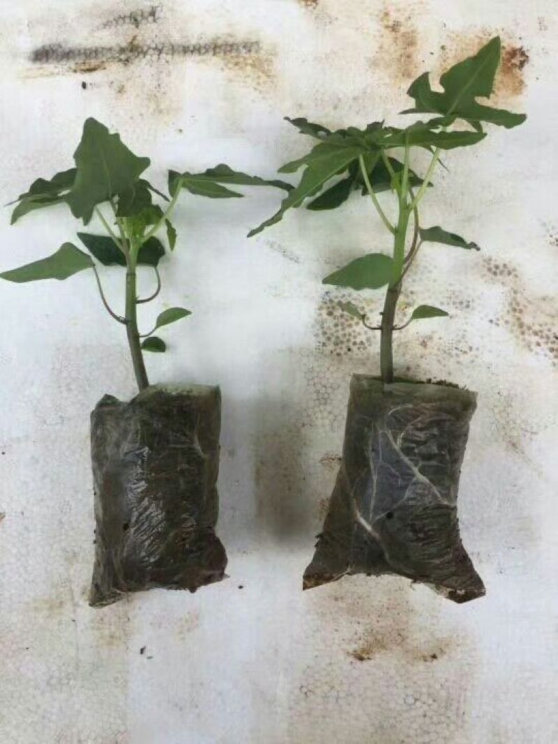 木瓜树苗10~20cm