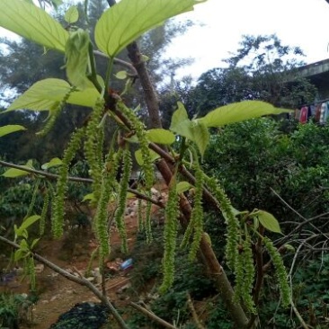 长果桑树苗30~40cm