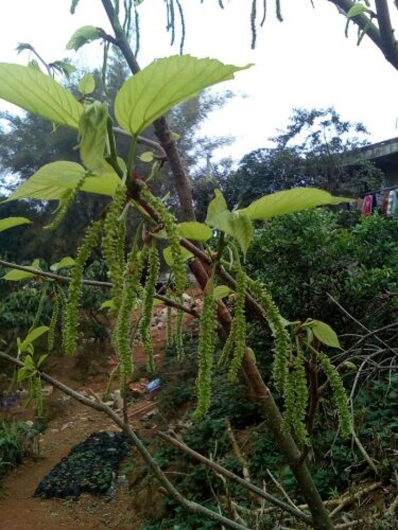 长果桑树苗30~40cm
