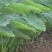 芋头4厘米以上