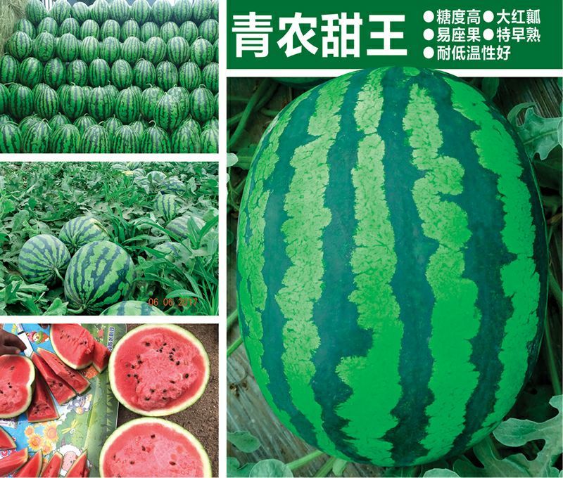 青农甜王真甜王糖度在13度以上几乎没有瓜蒌