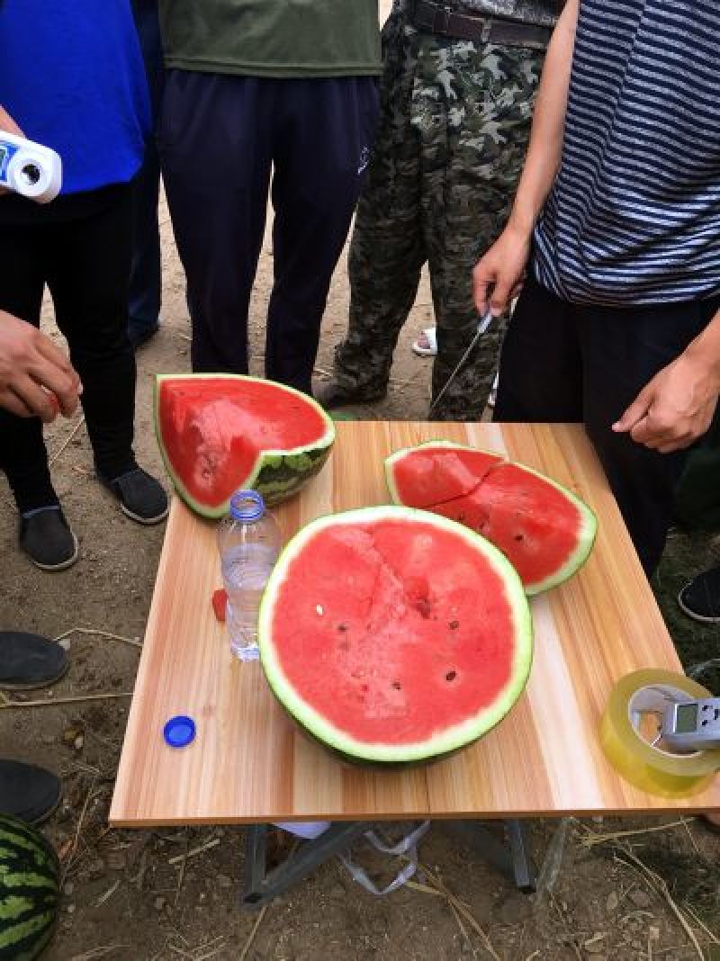 青农甜王真甜王糖度在13度以上几乎没有瓜蒌