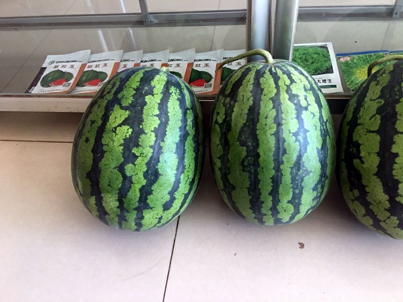 青农甜王真甜王糖度在13度以上几乎没有瓜蒌