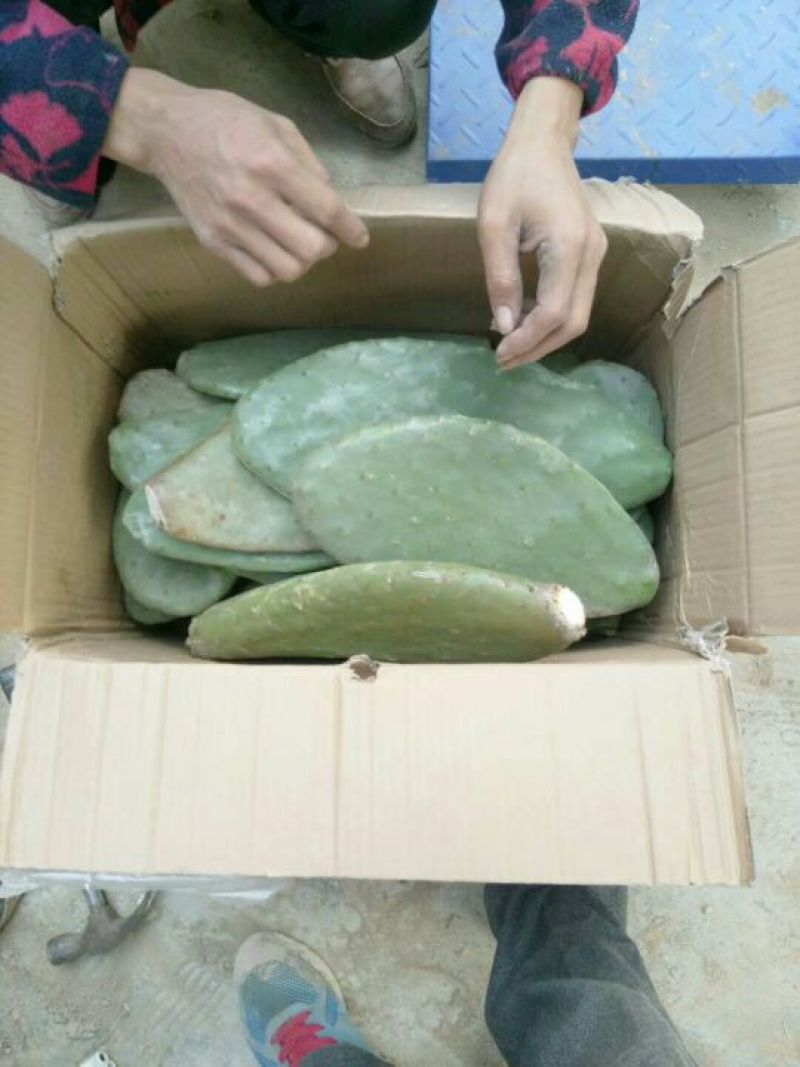 芦荟柱形20cm以上