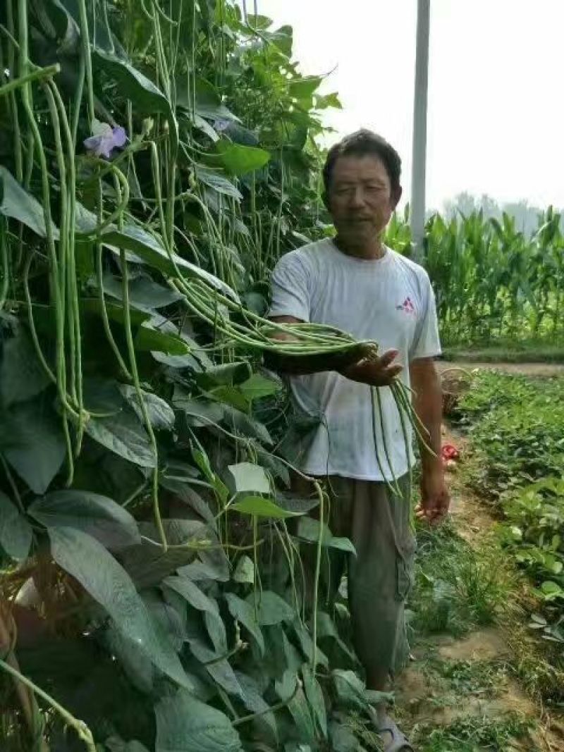 早春棚熟翠绿条豆角种子豇豆种子耐寒低温