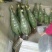 芦荟柱形20cm以上