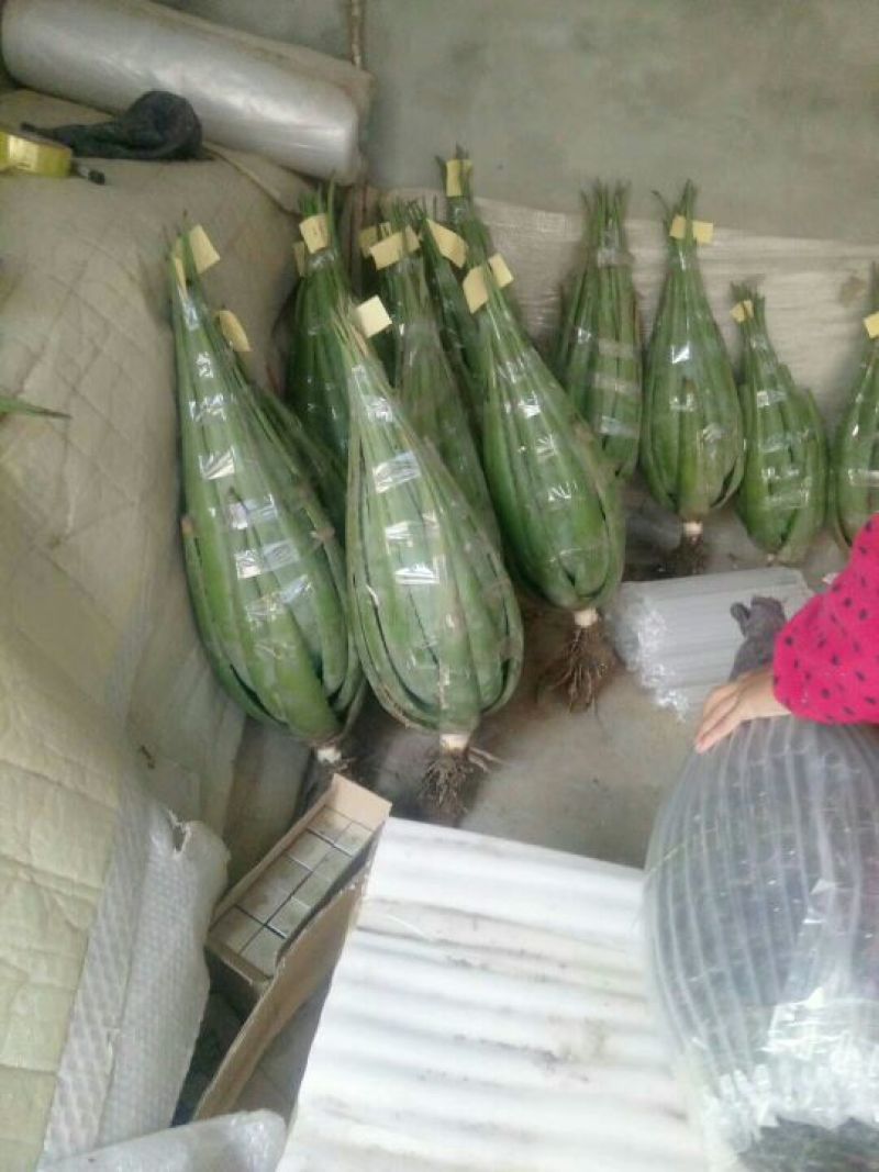 芦荟柱形20cm以上