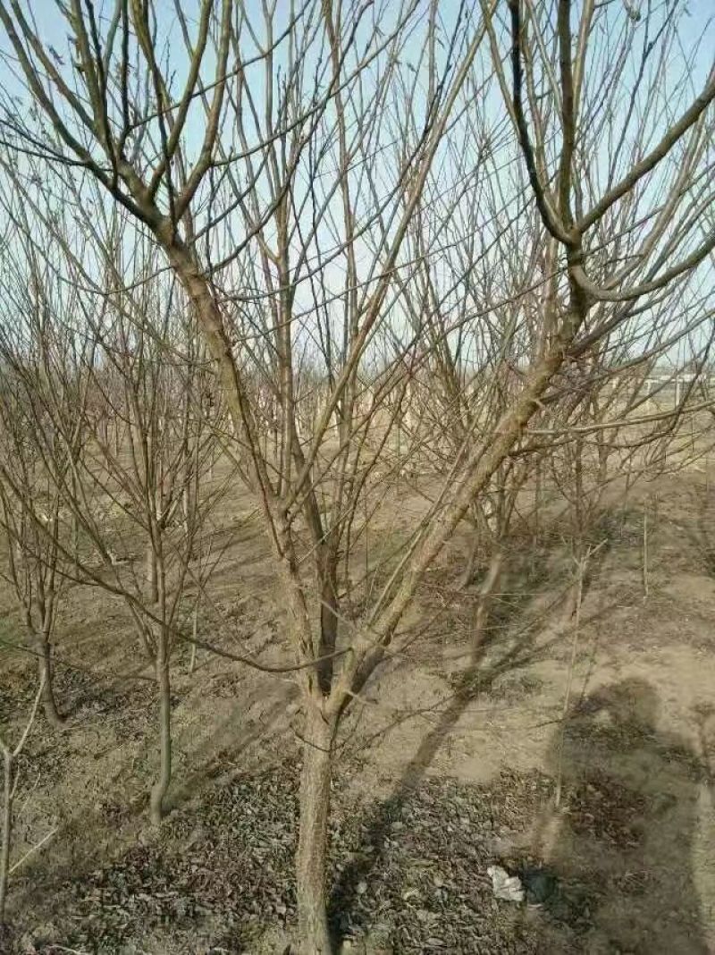 黑、红、宝石、李子树2m以上4~6cm