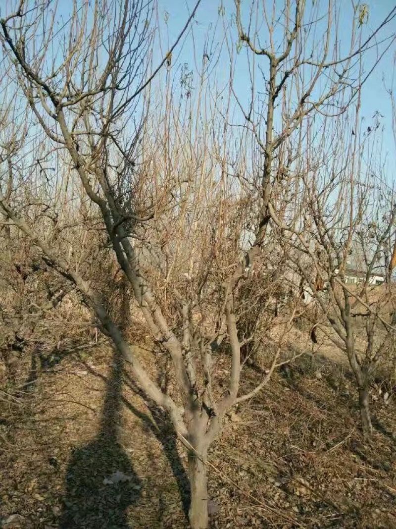 黑、红、宝石、李子树2m以上4~6cm