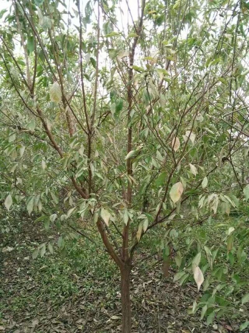 黑、红、宝石、李子树2m以上4~6cm